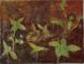 Young Basil Plants