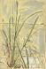 Lemon Grass II
